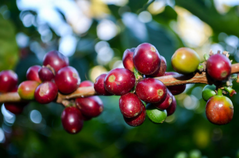 ゲイシャコーヒー｜コーヒー豆の産地や味・香りの特徴 - カフェルテ