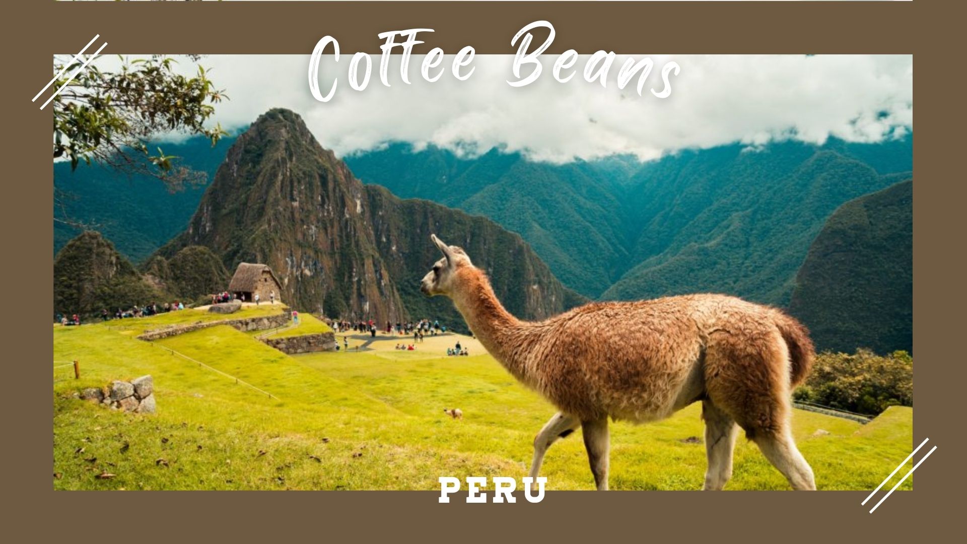 ペルー　コーヒー