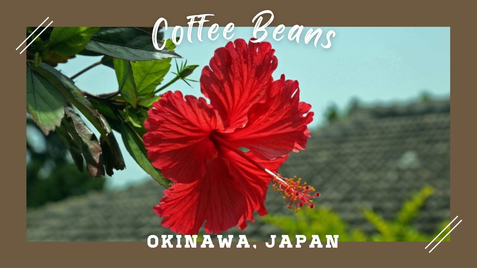 沖縄 コーヒー